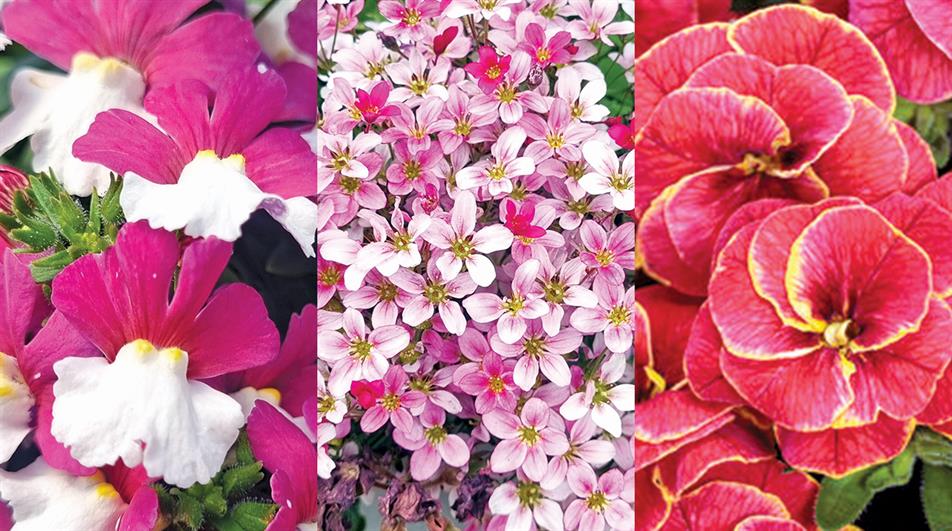 Nemesia Sunsatia Plus ‘Little Berry’, Saxifraga So Saxy Series, Calibrachoa Superbells® ‘Double Redstone’ - images: Michael Perry/Proven Winners